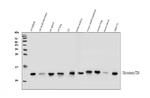 Thioredoxin 1 Antibody in Western Blot (WB)
