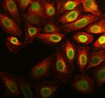 Anillin Polyclonal Antibody