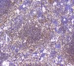 BCL6 Polyclonal Antibody