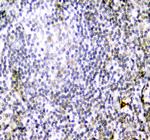 CD84 Polyclonal Antibody