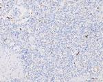 Grancalcin Antibody in Immunohistochemistry (Paraffin) (IHC (P))