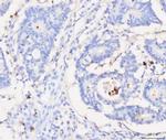 Grancalcin Antibody in Immunohistochemistry (Paraffin) (IHC (P))