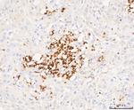 Grancalcin Antibody in Immunohistochemistry (Paraffin) (IHC (P))