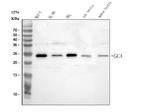 Grancalcin Antibody in Western Blot (WB)