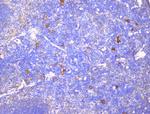 CD229 Polyclonal Antibody