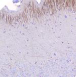 MOG Polyclonal Antibody