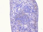 PCDH15 Antibody in Immunohistochemistry (Paraffin) (IHC (P))