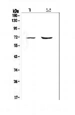 PMEL Polyclonal Antibody