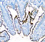 SI Antibody in Immunohistochemistry (Paraffin) (IHC (P))