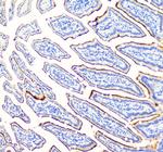 SI Antibody in Immunohistochemistry (Paraffin) (IHC (P))
