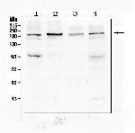 SI Antibody in Western Blot (WB)
