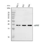 APRT Antibody in Western Blot (WB)