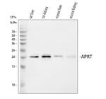 APRT Antibody in Western Blot (WB)