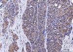 BAG6 Antibody in Immunohistochemistry (Paraffin) (IHC (P))