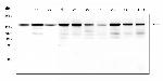 BAG6 Antibody in Western Blot (WB)