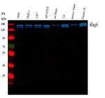 BAG6 Antibody in Western Blot (WB)