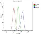 TMEM166 Antibody in Flow Cytometry (Flow)