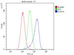 TMEM166 Antibody in Flow Cytometry (Flow)