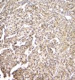 TMEM166 Antibody in Immunohistochemistry (Paraffin) (IHC (P))