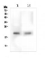 TMEM166 Antibody in Western Blot (WB)