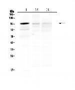 HECTD3 Antibody in Western Blot (WB)