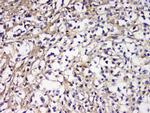CD179b Polyclonal Antibody