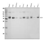 IL-34 Antibody in Western Blot (WB)
