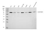 KBTBD2 Antibody in Western Blot (WB)