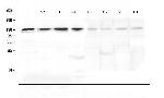 LARS Polyclonal Antibody
