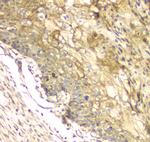 CCDC90A Polyclonal Antibody