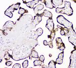 tPA Polyclonal Antibody