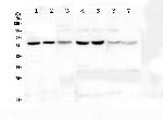 tPA Antibody in Western Blot (WB)