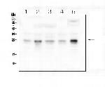 RhoB Antibody in Western Blot (WB)