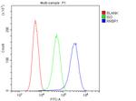 RRBP1 Antibody in Flow Cytometry (Flow)