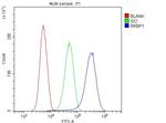 RRBP1 Antibody in Flow Cytometry (Flow)