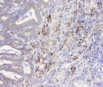 RRBP1 Antibody in Immunohistochemistry (Paraffin) (IHC (P))