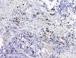 RRBP1 Antibody in Immunohistochemistry (Paraffin) (IHC (P))