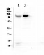 RRBP1 Antibody in Western Blot (WB)