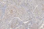 SFRP1 Antibody in Immunohistochemistry (Paraffin) (IHC (P))