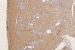 SFRP1 Antibody in Immunohistochemistry (Paraffin) (IHC (P))