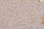SFRP1 Antibody in Immunohistochemistry (Paraffin) (IHC (P))