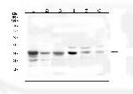 SFRP1 Antibody in Western Blot (WB)