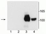 NMDAR1 Antibody in Western Blot (WB)