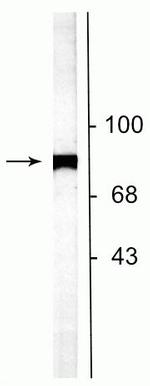 NSF Polyclonal Antibody