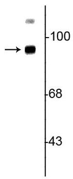 TrkB Polyclonal Antibody