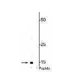 Phospho-COX4 (Ser58) Polyclonal Antibody