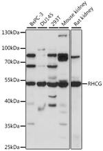 RHCG Polyclonal Antibody