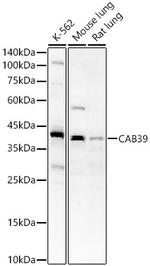 CAB39 Antibody in Western Blot (WB)