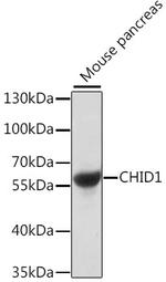 SI-CLP Polyclonal Antibody