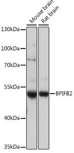 BPIL1 Antibody in Western Blot (WB)